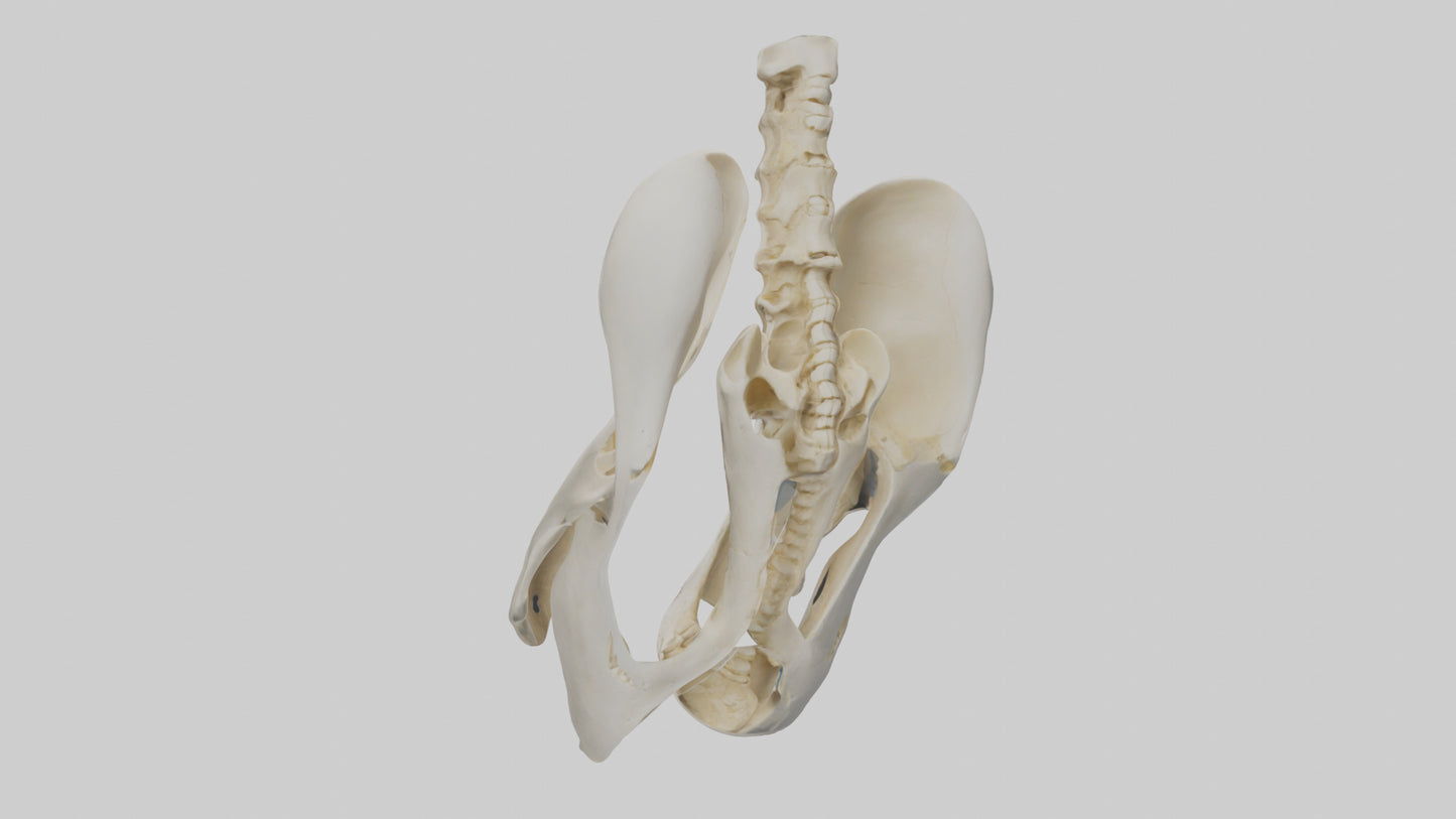 3D model Human Sacrum Skeleton model VR / AR / low-poly
