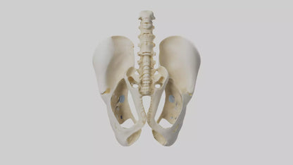 3D model Human Sacrum Skeleton model VR / AR / low-poly