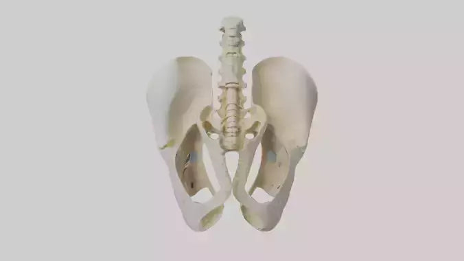 3D model Human Sacrum Skeleton model VR / AR / low-poly
