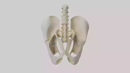 3D model Human Sacrum Skeleton model VR / AR / low-poly