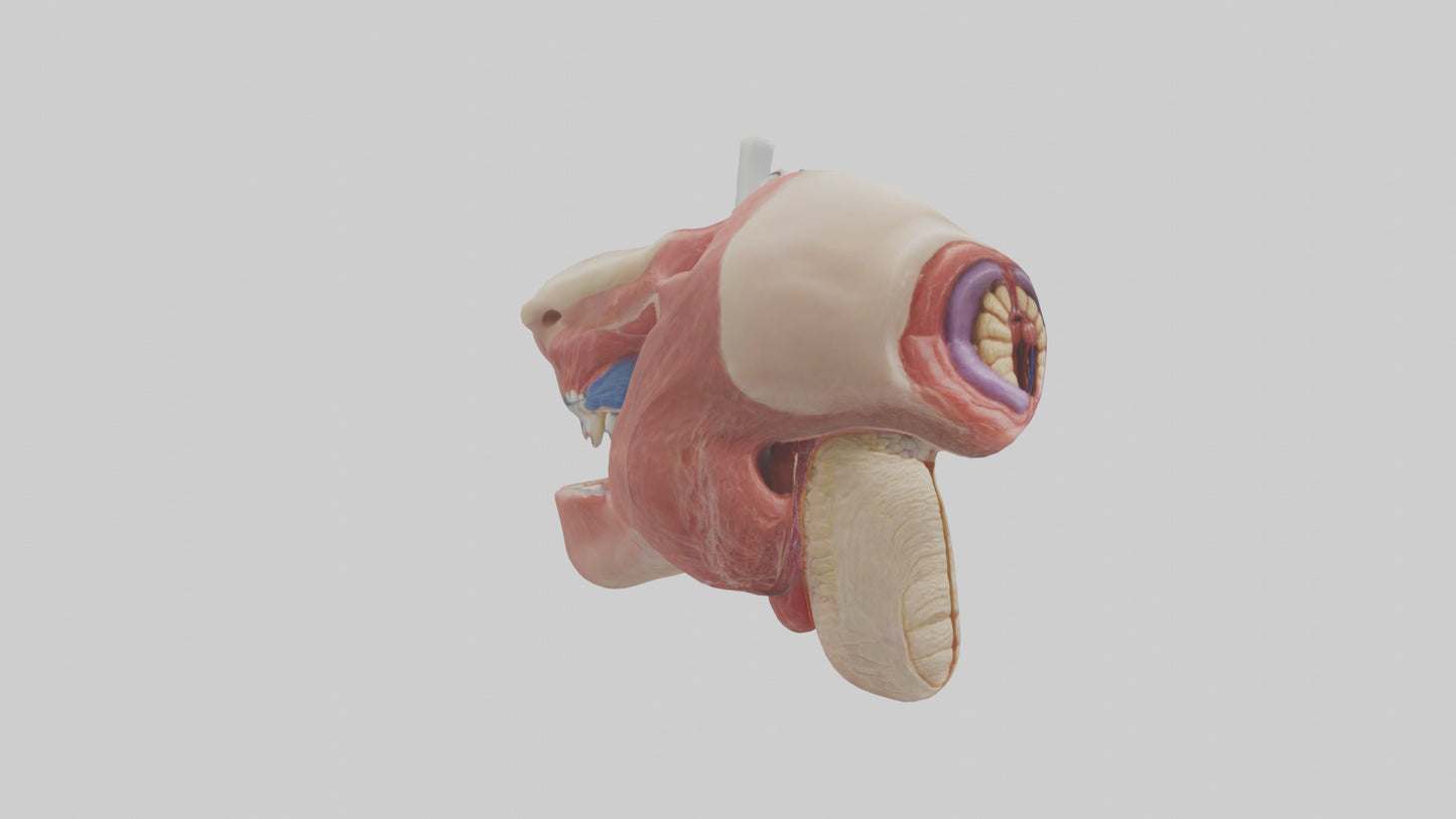 3D model Human Salivary Glands Model VR / AR / low-poly