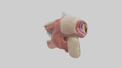 3D model Human Salivary Glands Model VR / AR / low-poly