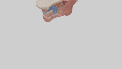 3D model Human Salivary Glands Model VR / AR / low-poly
