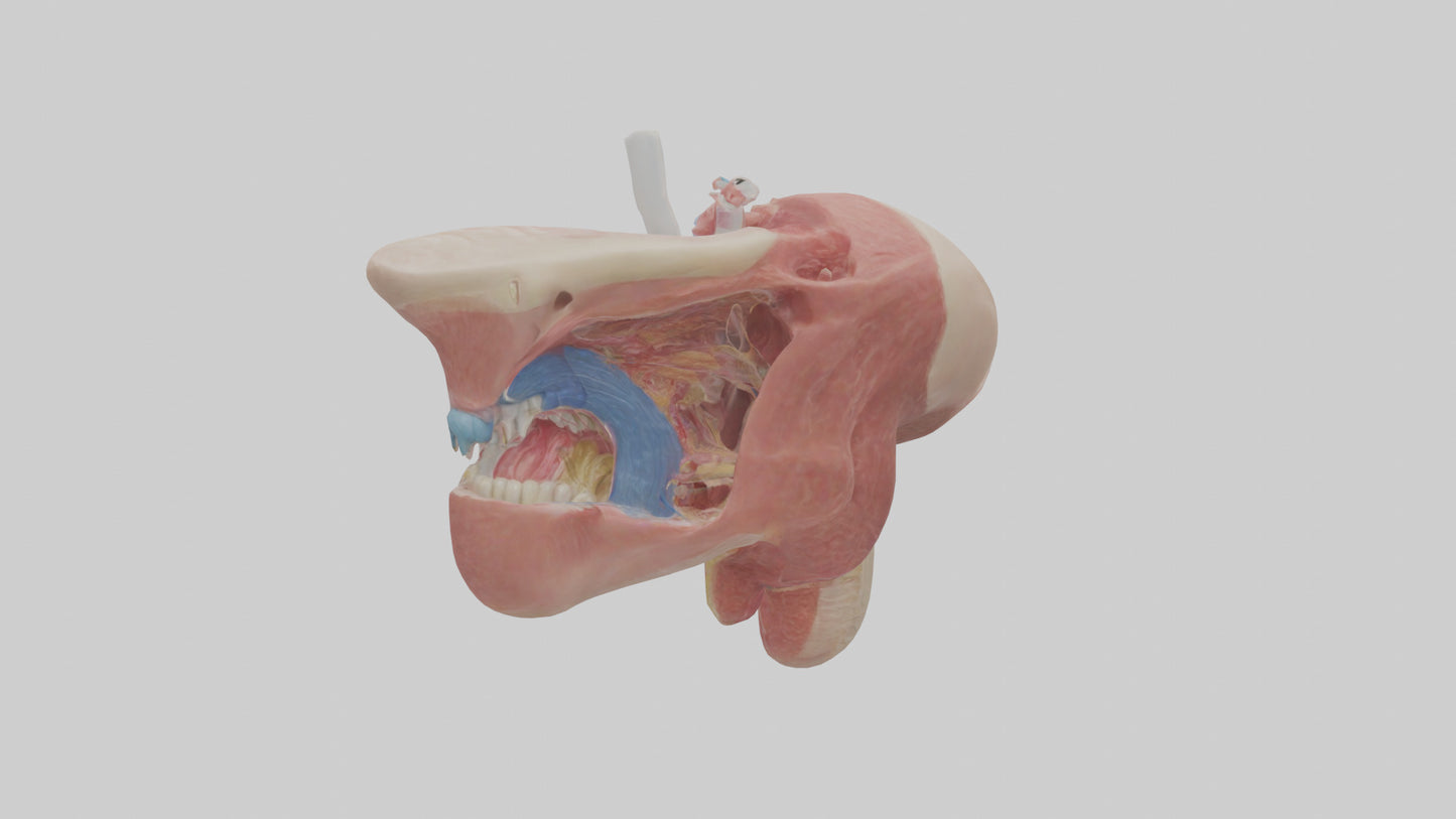 3D model Human Salivary Glands Model VR / AR / low-poly