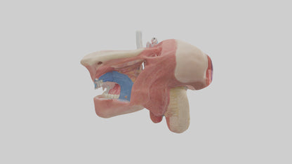 3D model Human Salivary Glands Model VR / AR / low-poly