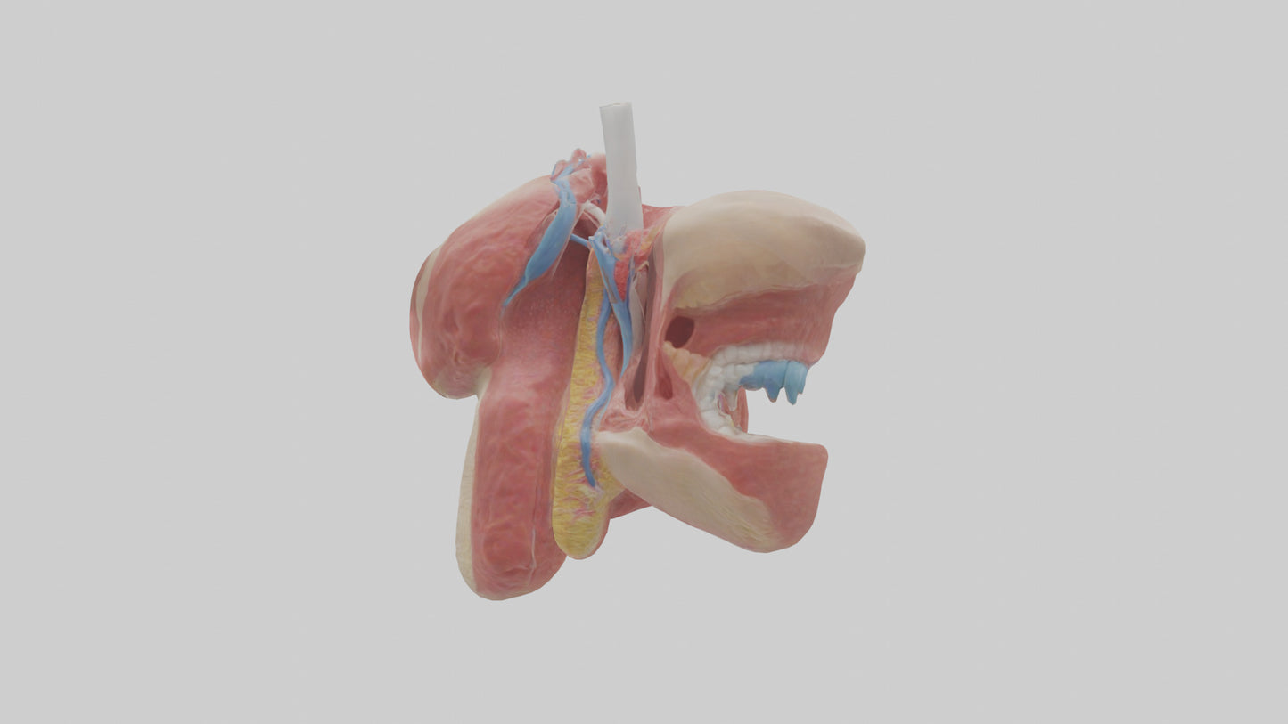 3D model Human Salivary Glands Model VR / AR / low-poly