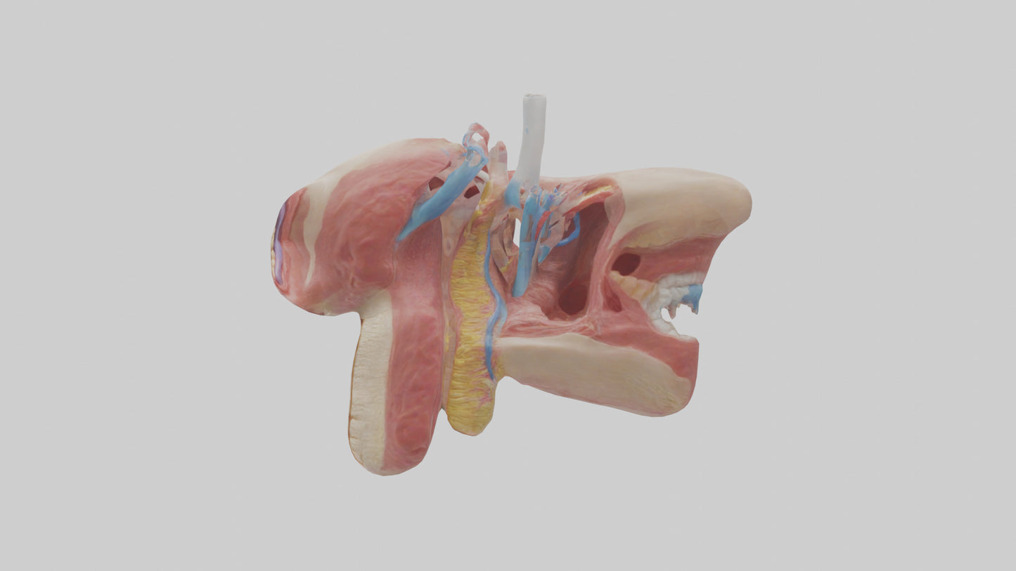 3D model Human Salivary Glands Model VR / AR / low-poly