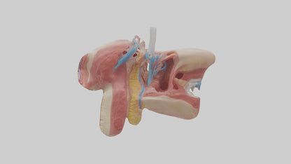 3D model Human Salivary Glands Model VR / AR / low-poly