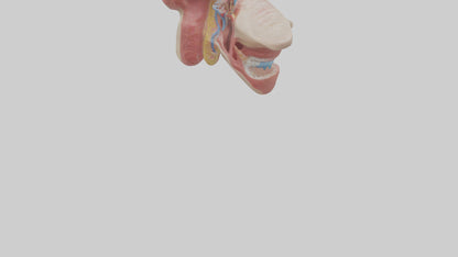 3D model Human Salivary Glands Model VR / AR / low-poly
