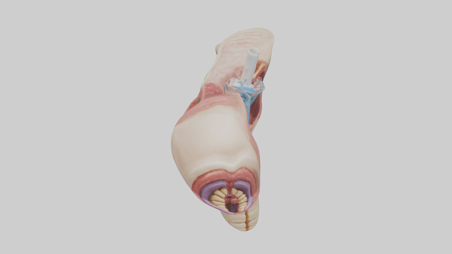 3D model Human Salivary Glands Model VR / AR / low-poly