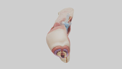 3D model Human Salivary Glands Model VR / AR / low-poly
