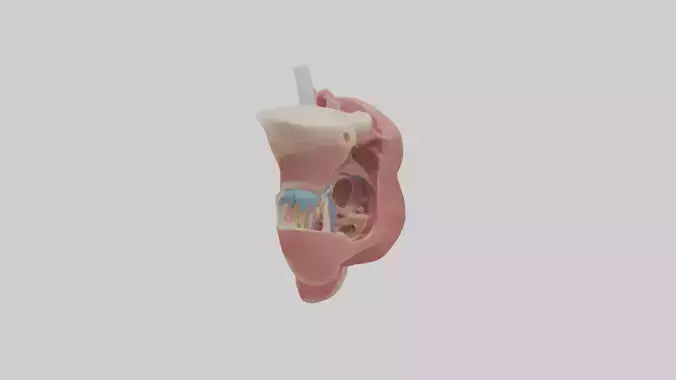 3D model Human Salivary Glands Model VR / AR / low-poly