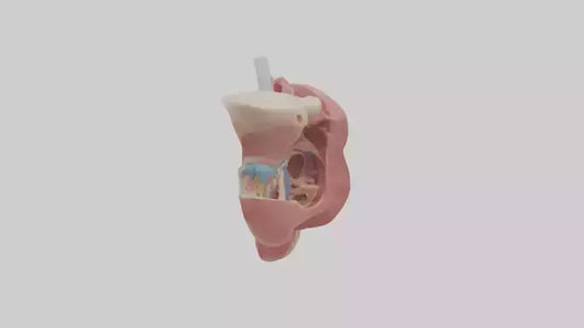 3D model Human Salivary Glands Model VR / AR / low-poly