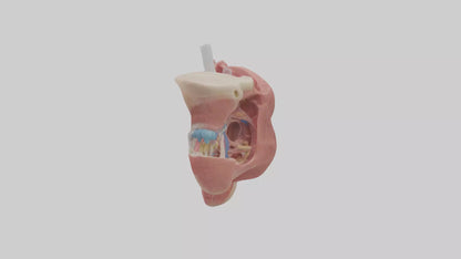 3D model Human Salivary Glands Model VR / AR / low-poly