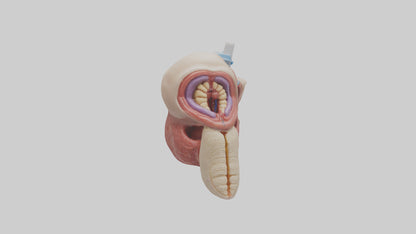 3D model Human Salivary Glands Model VR / AR / low-poly