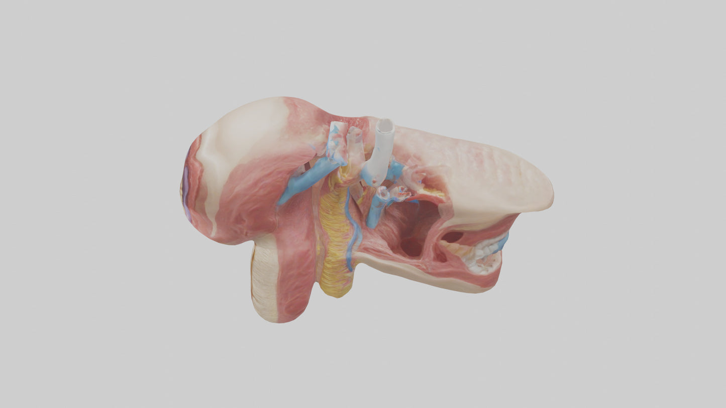 3D model Human Salivary Glands Model VR / AR / low-poly