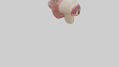 3D model Human Salivary Glands Model VR / AR / low-poly
