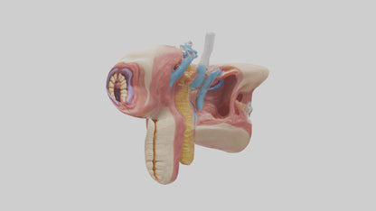 3D model Human Salivary Glands Model VR / AR / low-poly