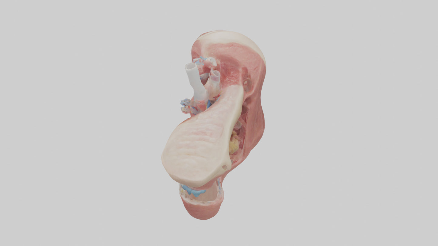 3D model Human Salivary Glands Model VR / AR / low-poly