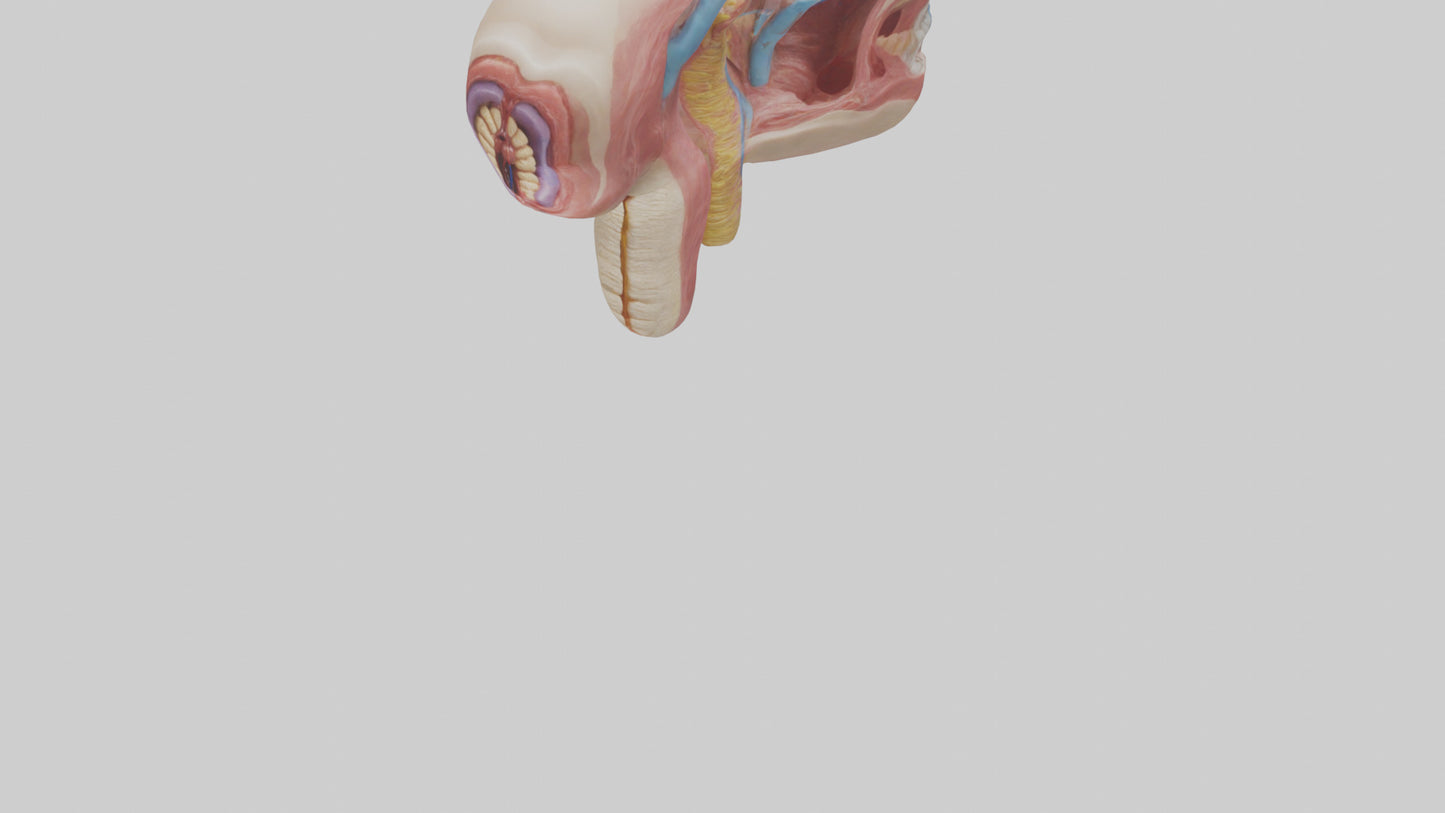 3D model Human Salivary Glands Model VR / AR / low-poly