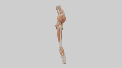 Human Sartorius Muscle Model VR / AR / low-poly