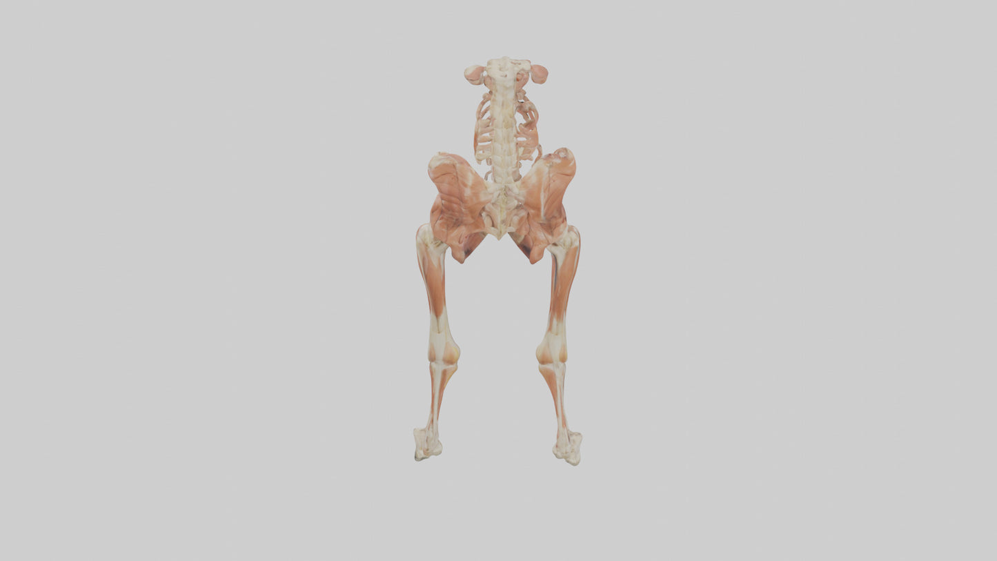 Human Sartorius Muscle Model VR / AR / low-poly
