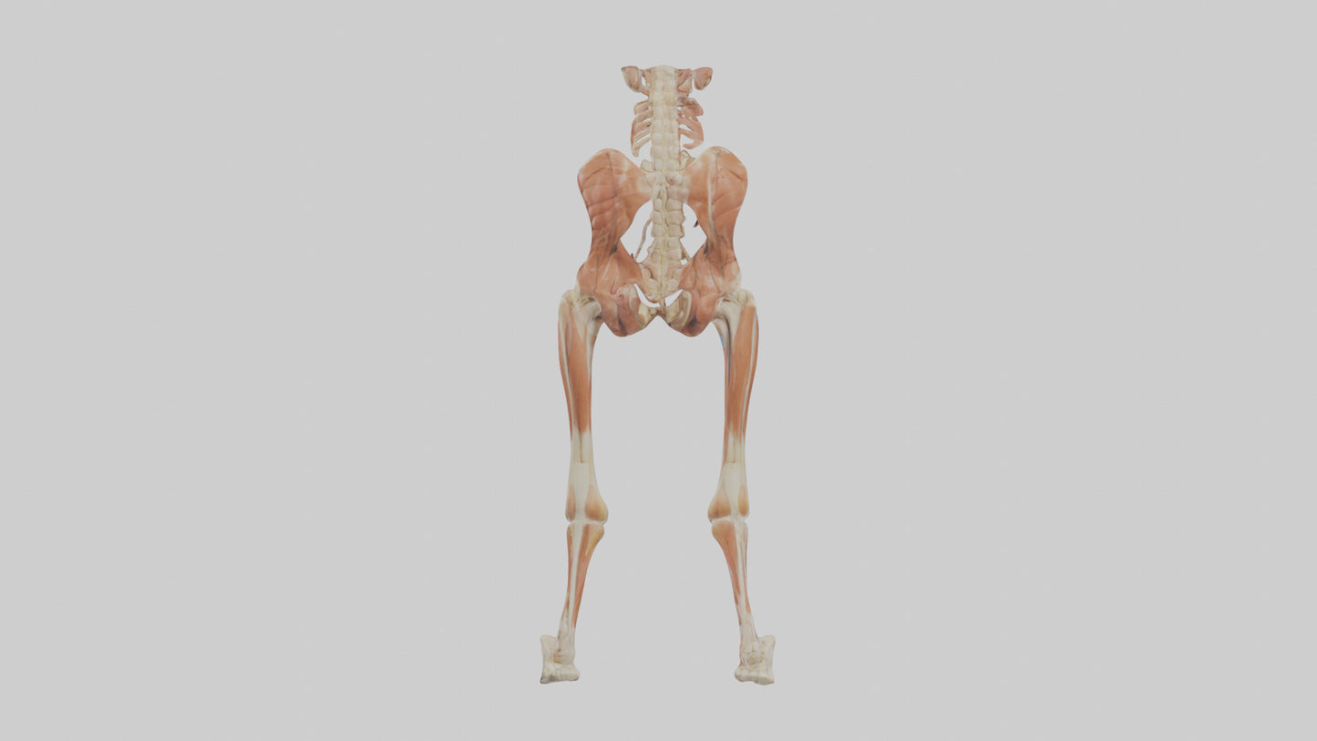 Human Sartorius Muscle Model VR / AR / low-poly
