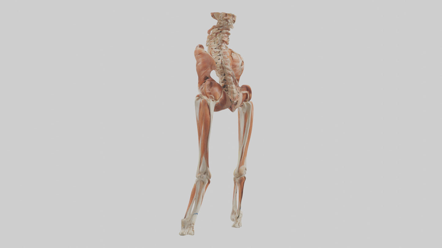 Human Sartorius Muscle Model VR / AR / low-poly