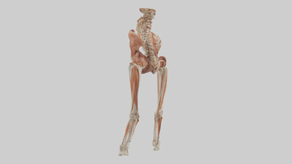 Human Sartorius Muscle Model VR / AR / low-poly