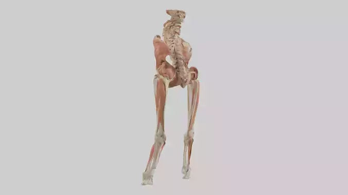 Human Sartorius Muscle Model VR / AR / low-poly