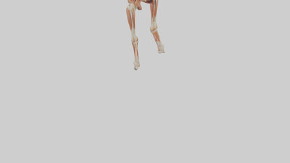 Human Sartorius Muscle Model VR / AR / low-poly