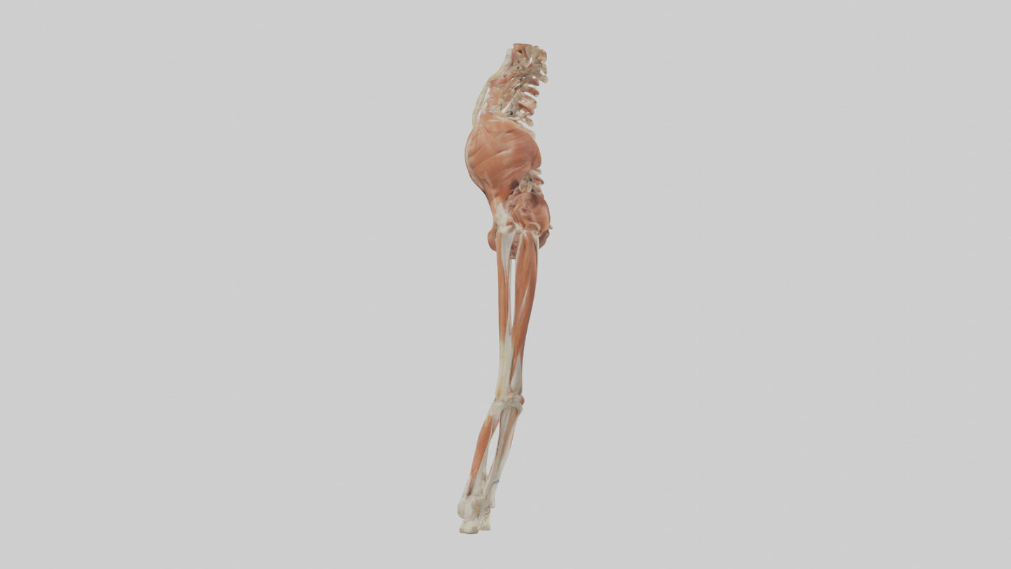 Human Sartorius Muscle Model VR / AR / low-poly