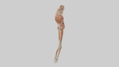 Human Sartorius Muscle Model VR / AR / low-poly