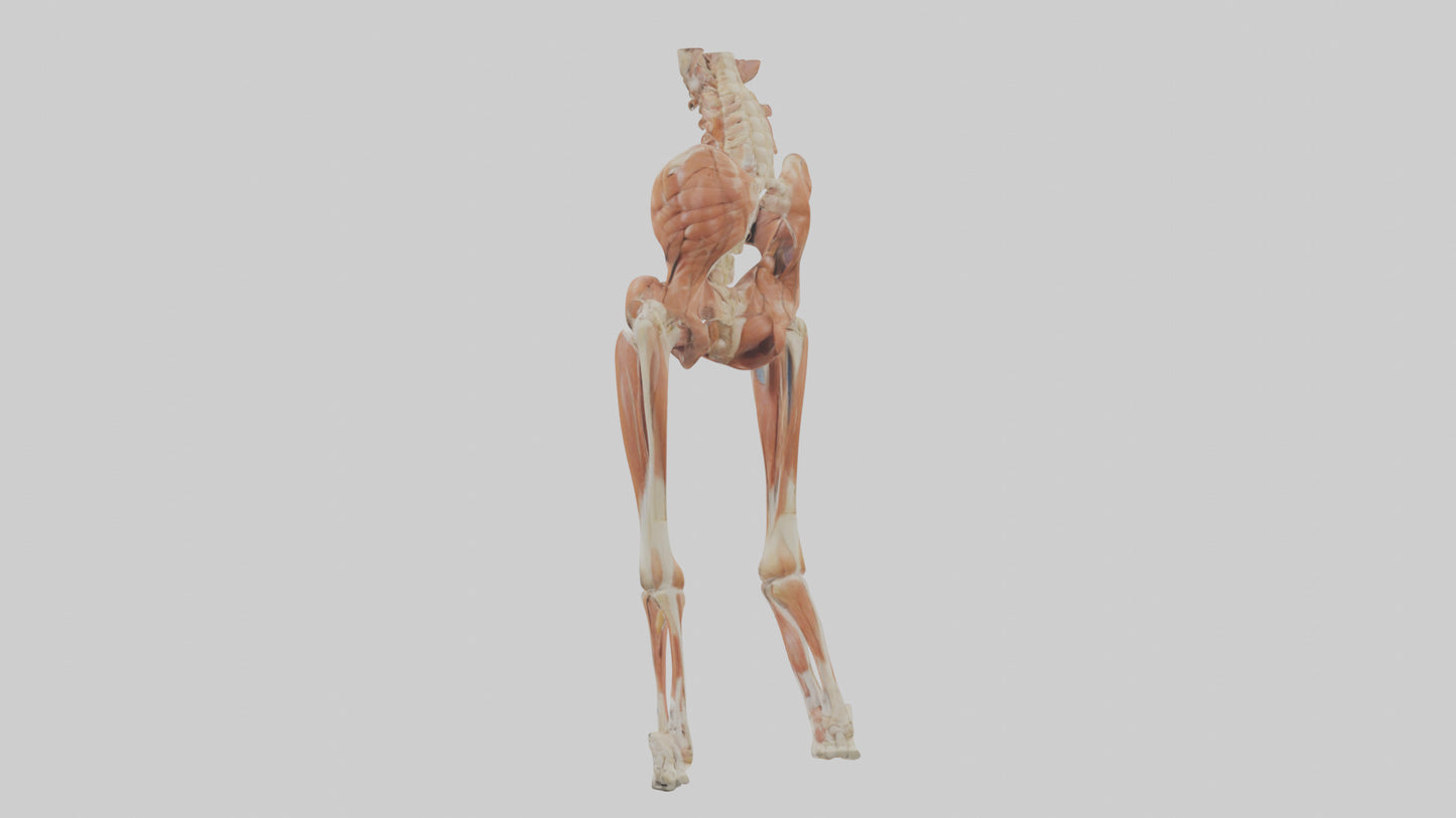 Human Sartorius Muscle Model VR / AR / low-poly