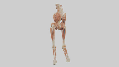 Human Sartorius Muscle Model VR / AR / low-poly