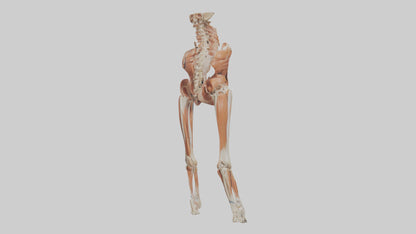 Human Sartorius Muscle Model VR / AR / low-poly