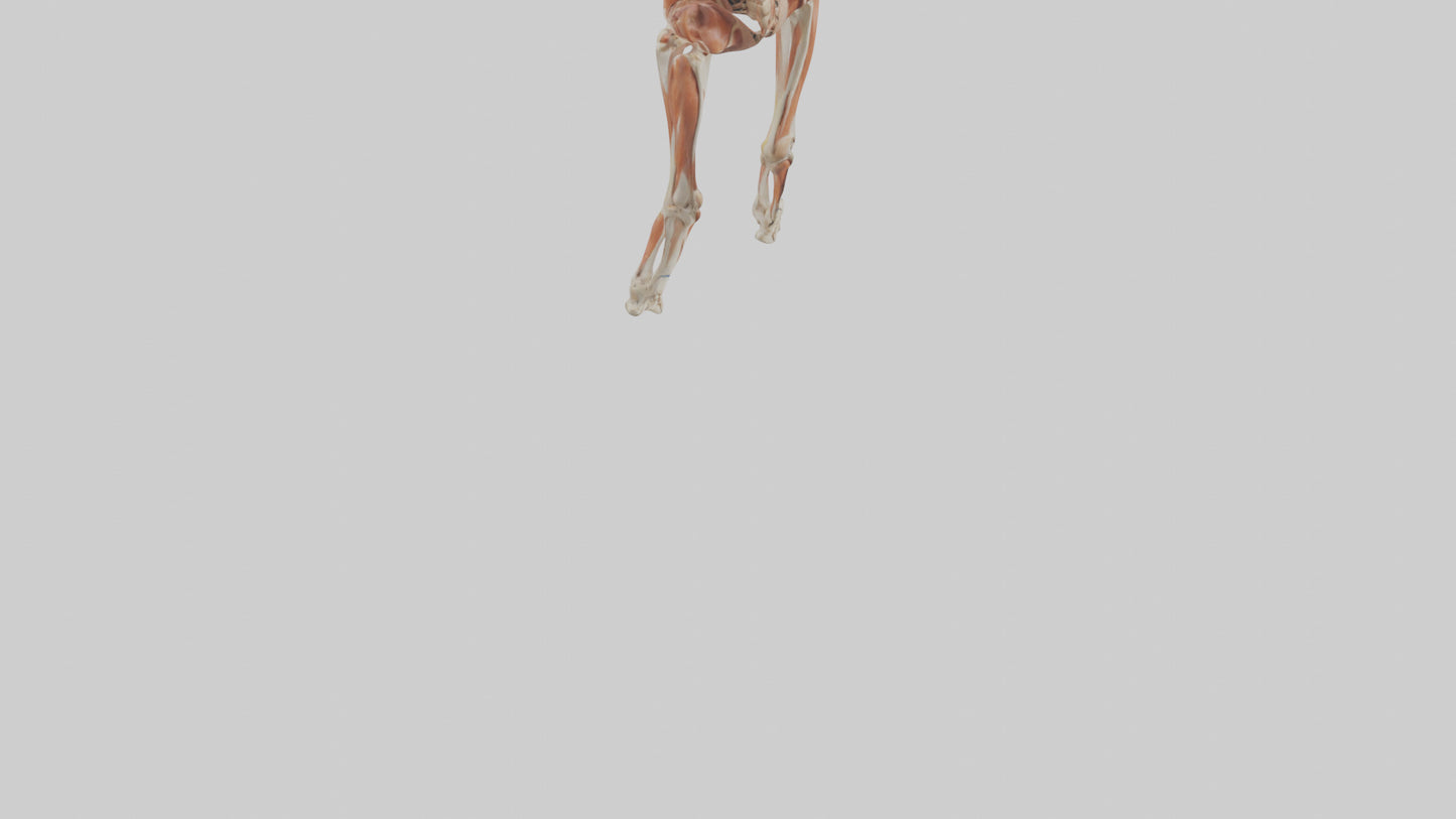 Human Sartorius Muscle Model VR / AR / low-poly