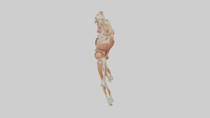 Human Sartorius Muscle Model VR / AR / low-poly