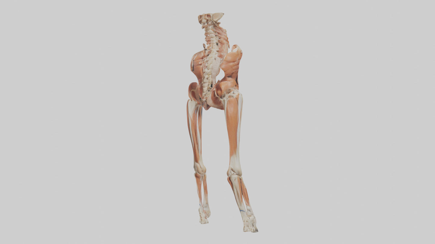 Human Sartorius Muscle Model VR / AR / low-poly