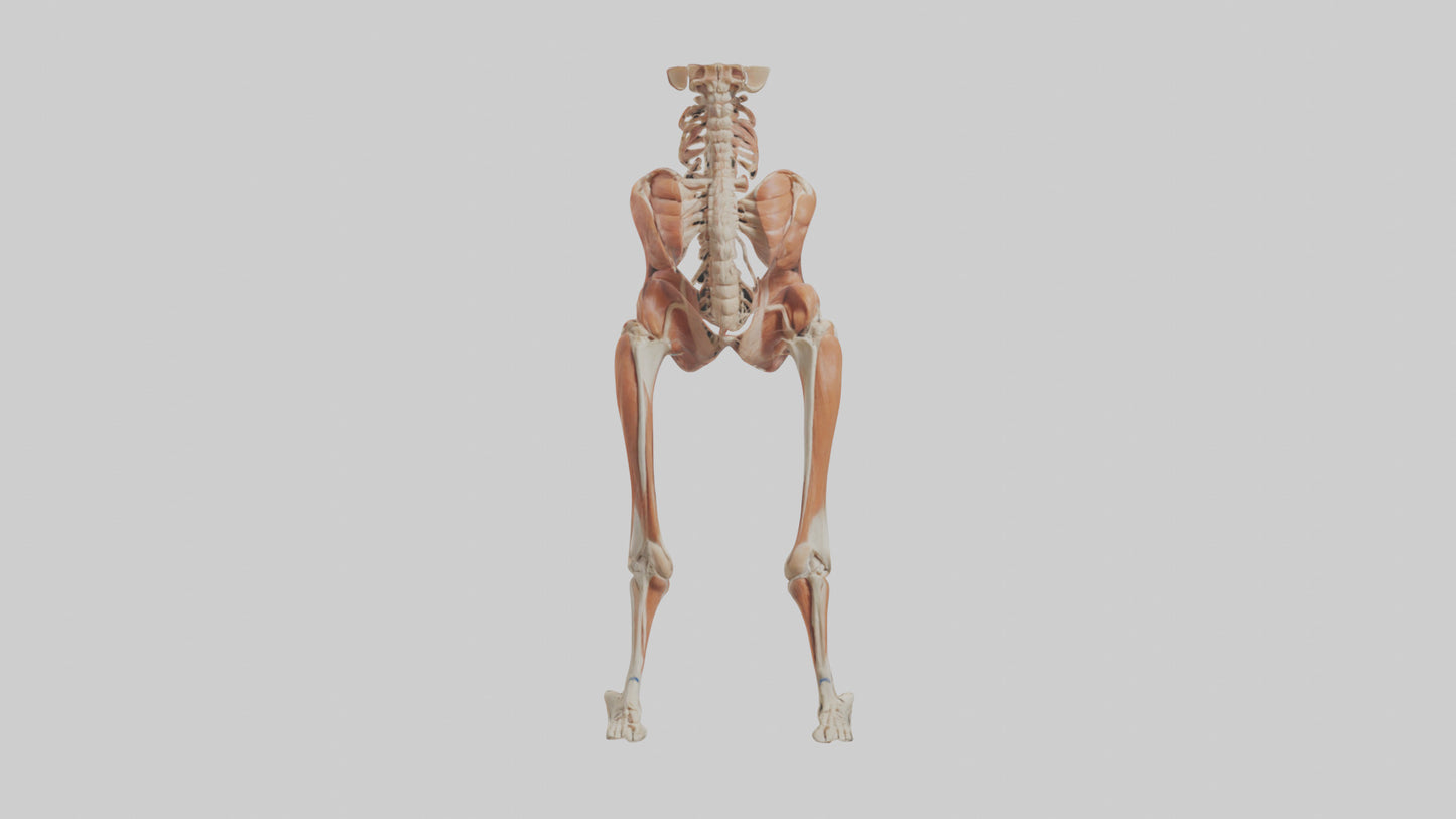 Human Sartorius Muscle Model VR / AR / low-poly