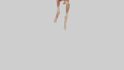 Human Sartorius Muscle Model VR / AR / low-poly