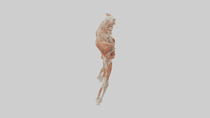 Human Sartorius Muscle Model VR / AR / low-poly