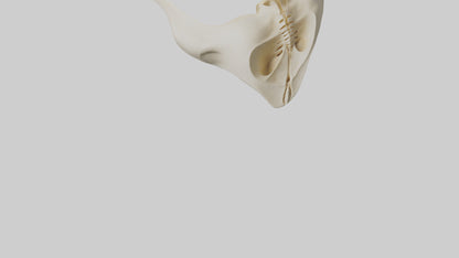 Human Scapula Model VR / AR / low-poly