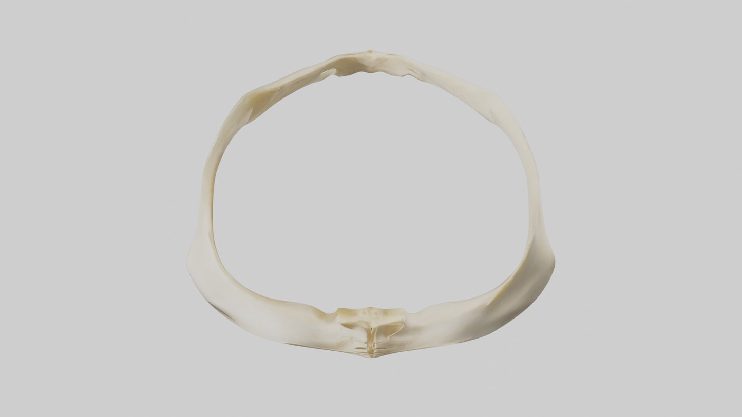 Human Scapula Model VR / AR / low-poly