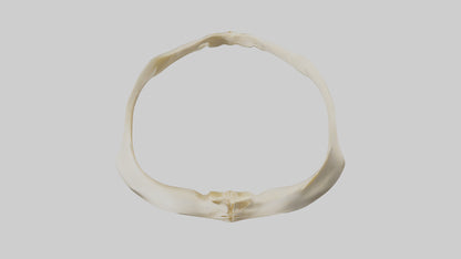 Human Scapula Model VR / AR / low-poly