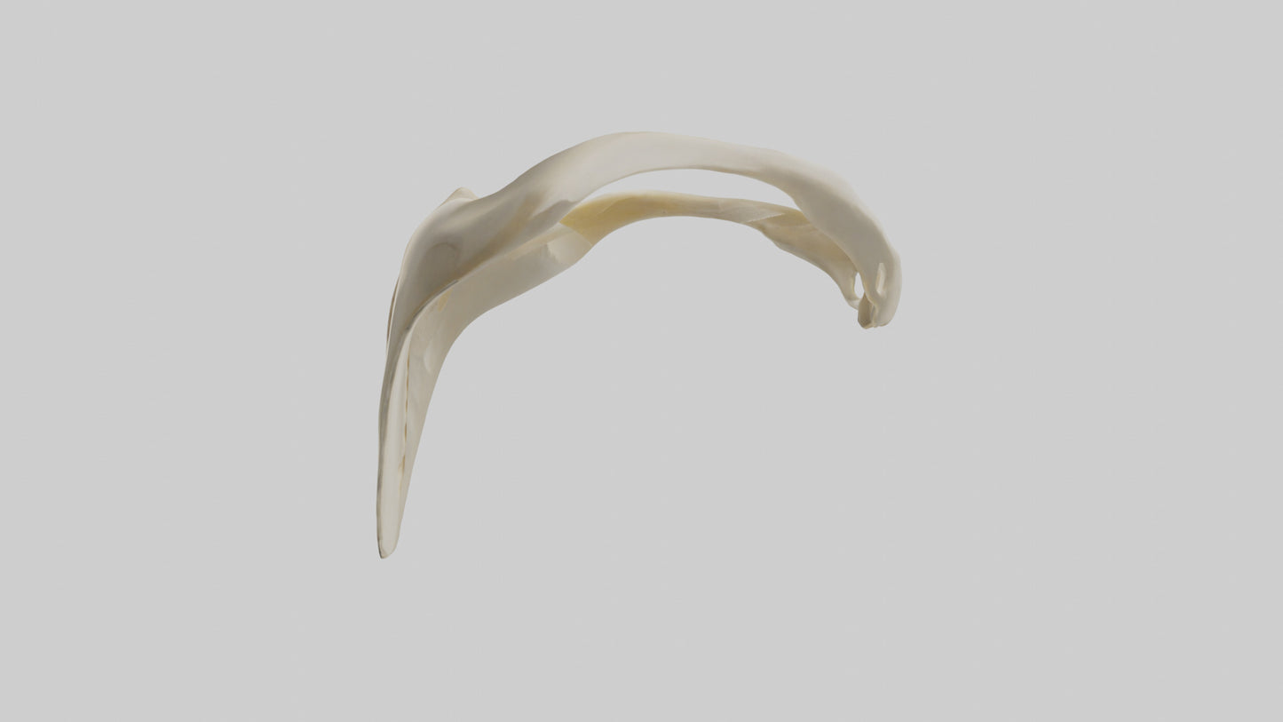 Human Scapula Model VR / AR / low-poly