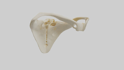 Human Scapula Model VR / AR / low-poly