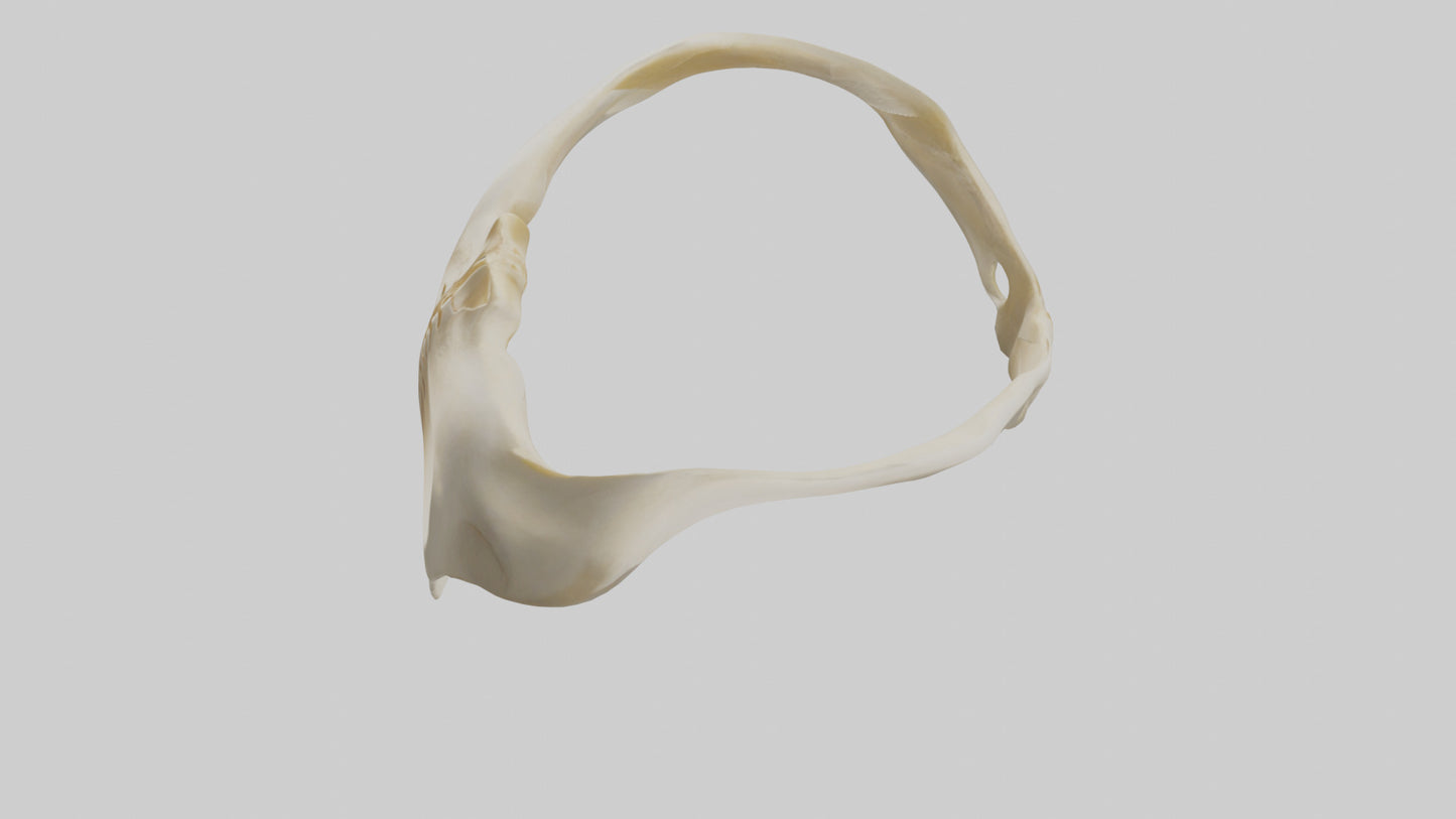 Human Scapula Model VR / AR / low-poly