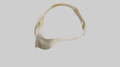 Human Scapula Model VR / AR / low-poly