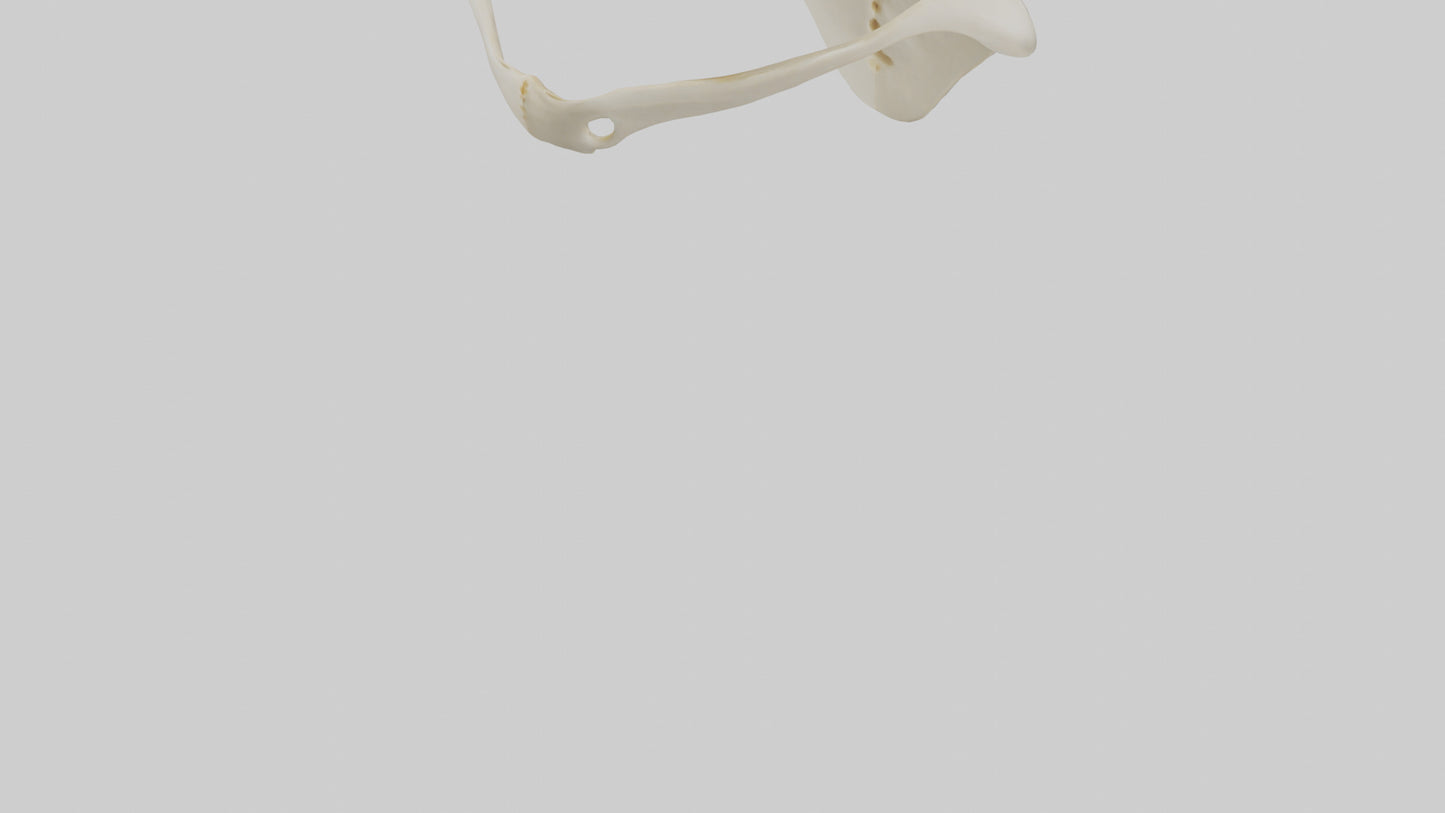 Human Scapula Model VR / AR / low-poly